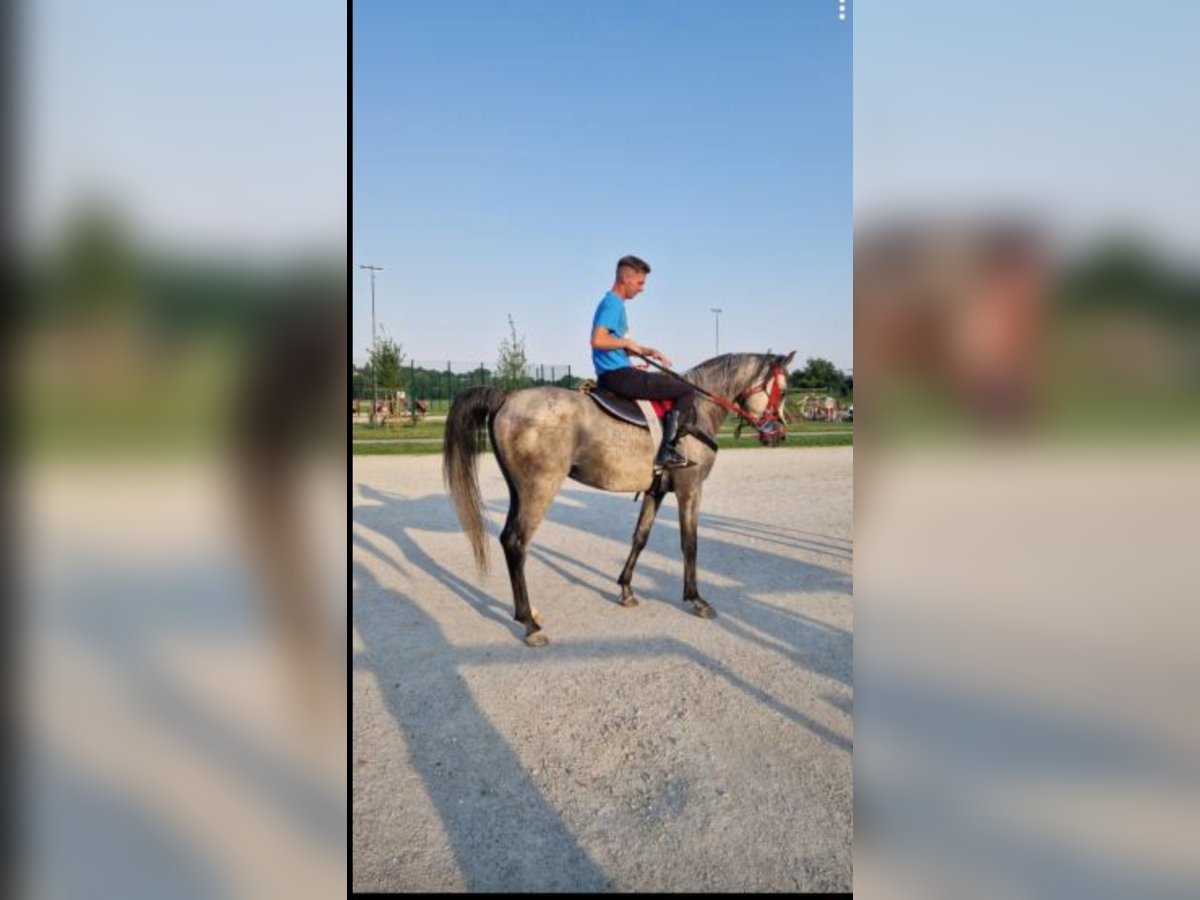 Arabian horses Stallion 9 years 14,2 hh Gray in Benedikt