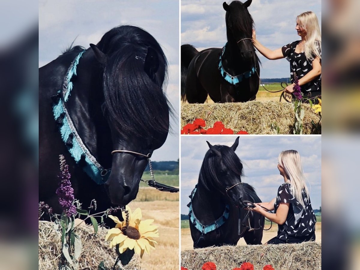 Arabian horses Stallion 9 years 15,1 hh Black in Rain