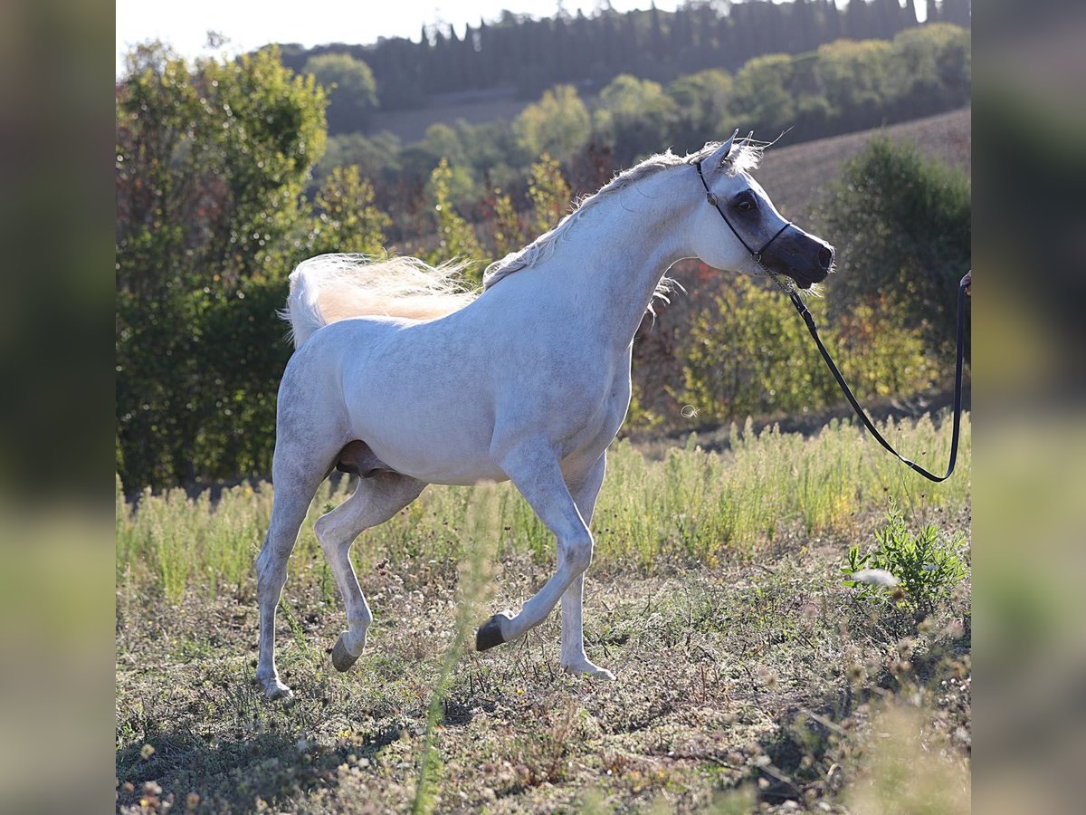 Arabian horses Stallion 9 years 15 hh Gray in Zell am Harmersbach