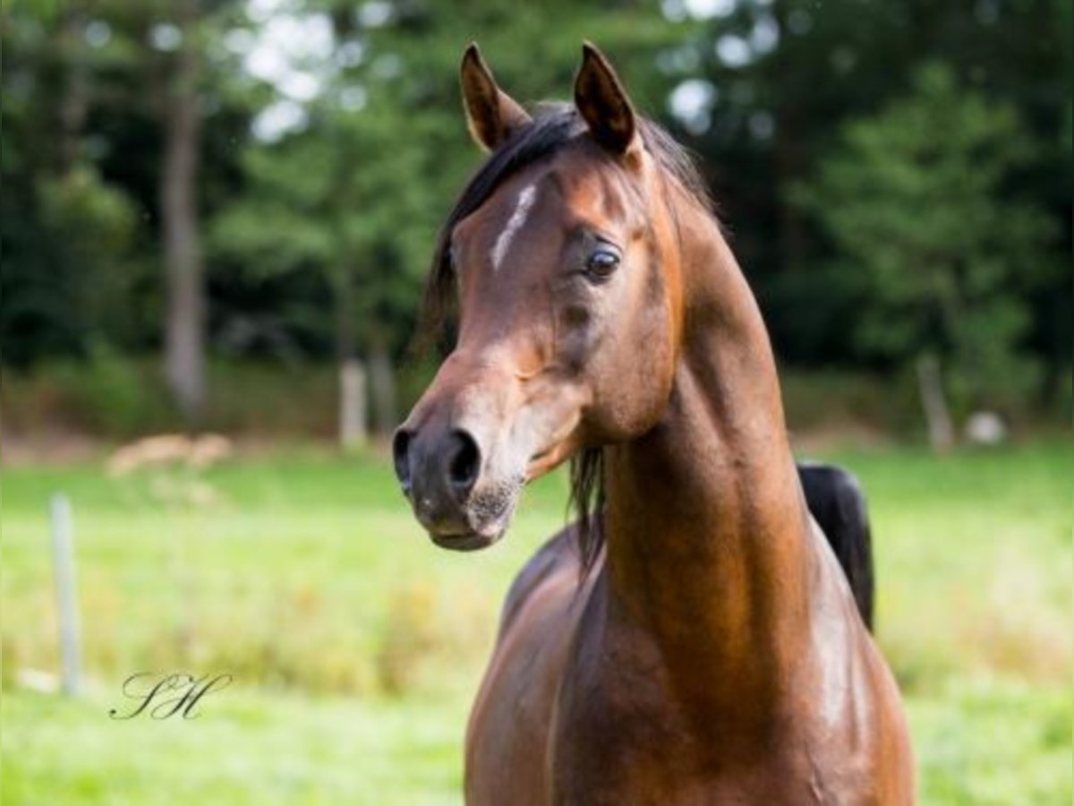 Arabian horses Stallion Bay-Dark in Walsrode