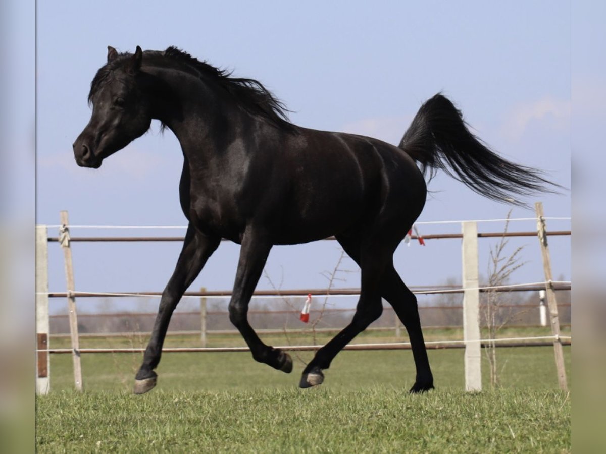 Arabian horses Stallion Black in Rain am Lech