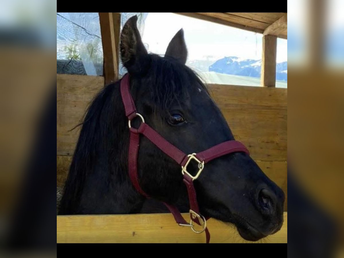 Arabian horses Stallion Black in Radfeld
