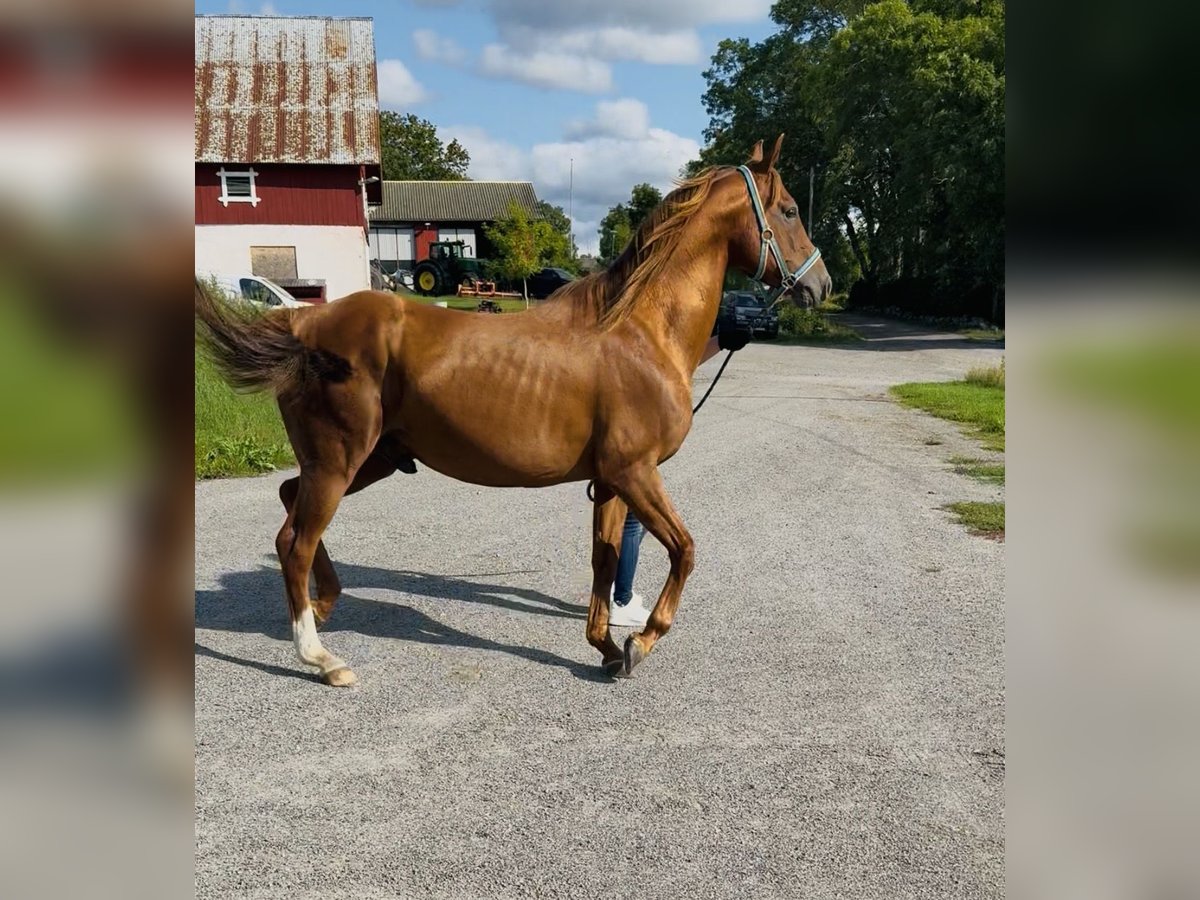 Arabian horses Stallion Brown in H&#xE4;stveda