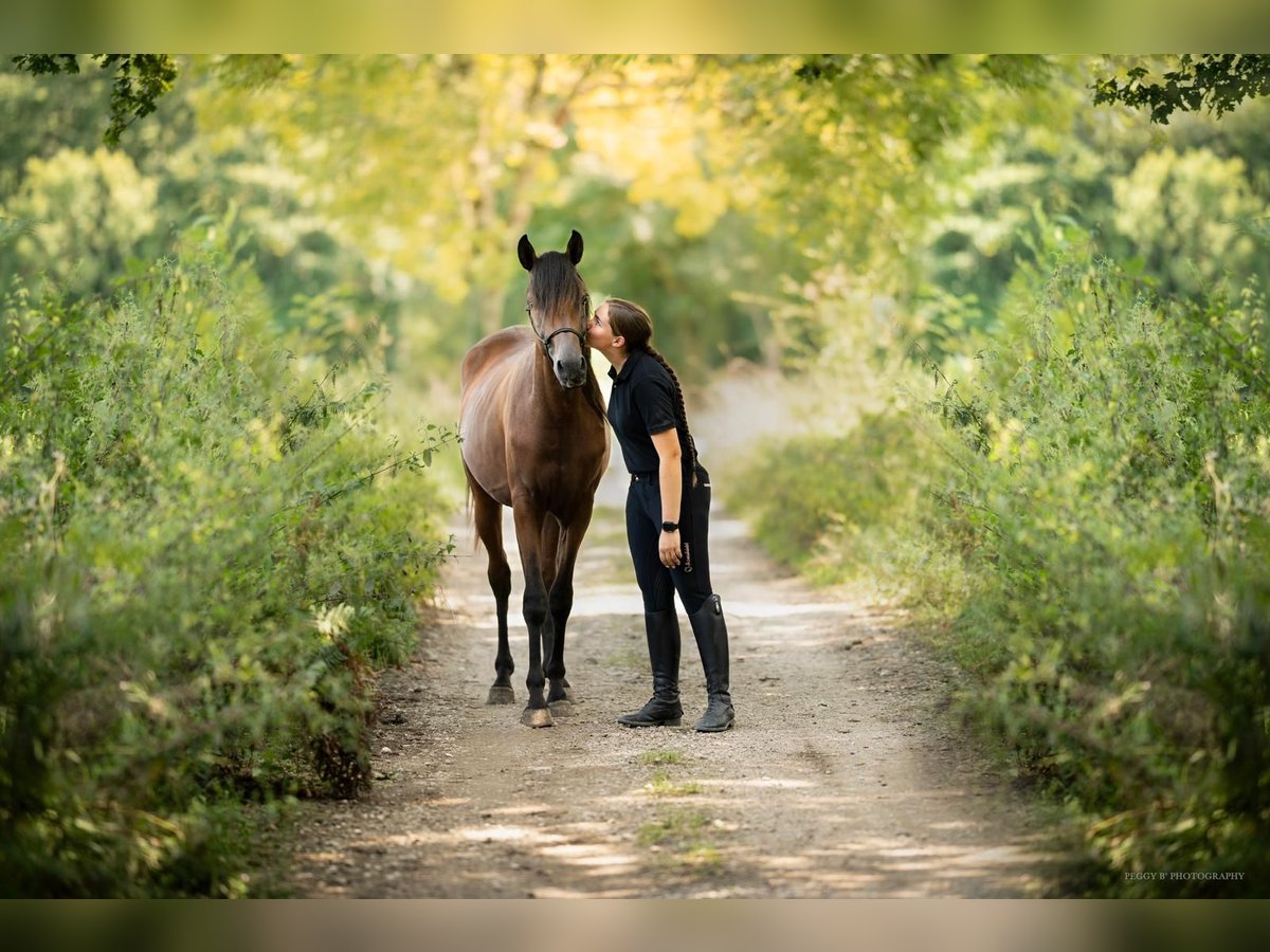 Arabian horses Stallion Brown in Caumont