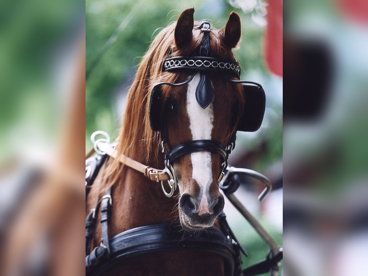 Arabian horses Stallion Chestnut-Red in S&#xF6;ll