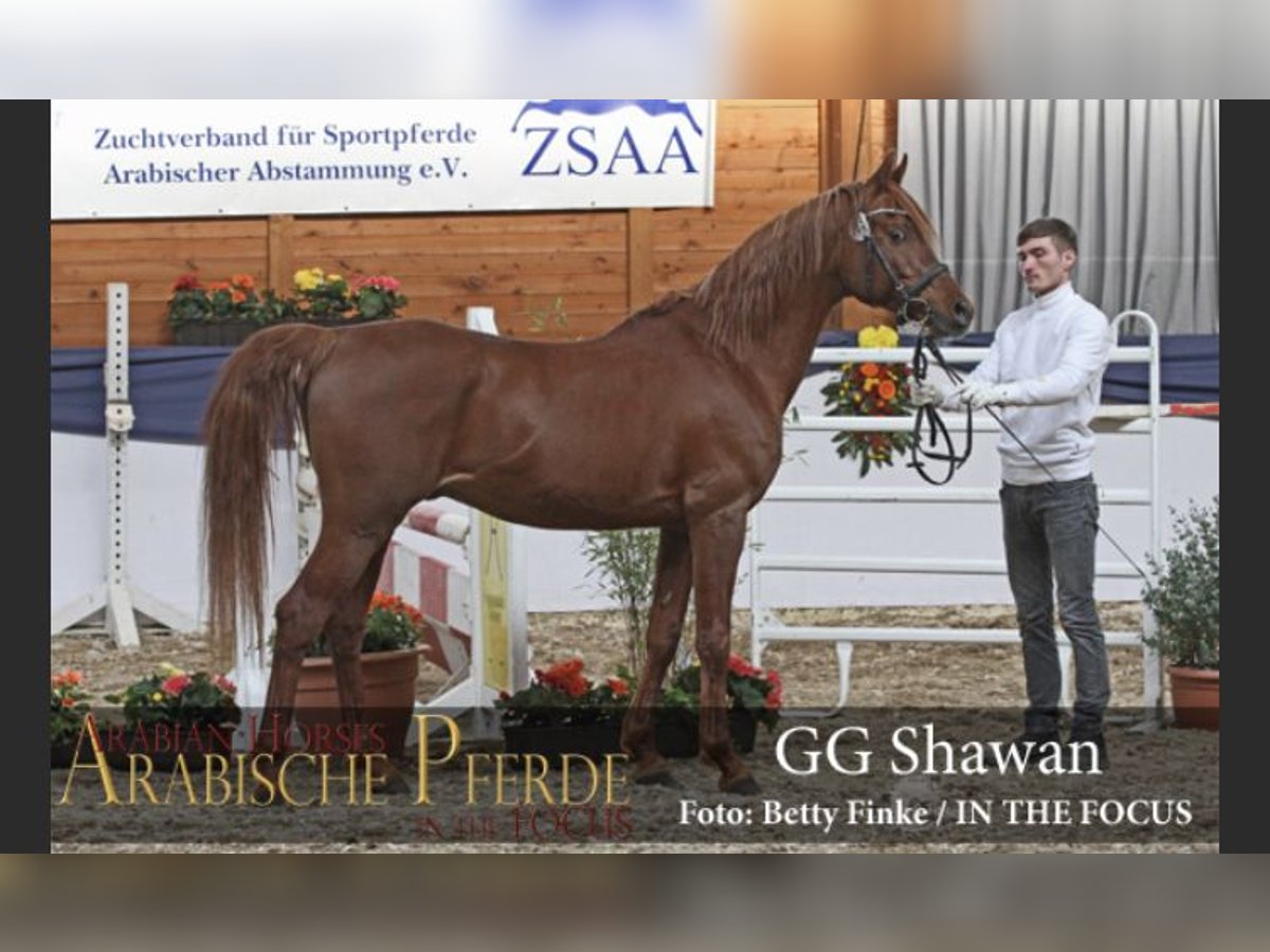 Arabian horses Stallion Chestnut-Red in Arenrath