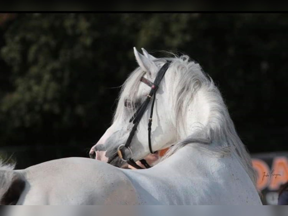 Arabian horses Stallion in Meerdonk
