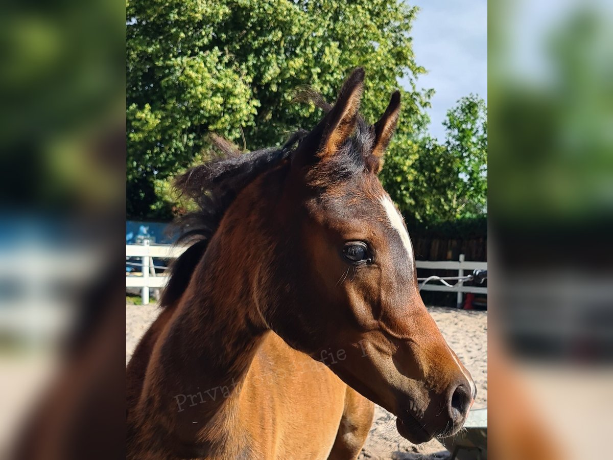 Arabian horses Stallion  11,3 hh Bay-Dark in Ostrhauderfehn