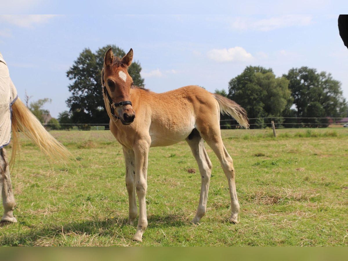 Arabian horses Stallion Foal (05/2024) 14,2 hh Brown-Light in Rietberg