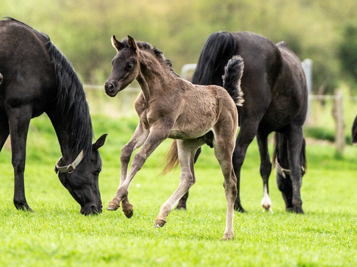 Arabian horses Stallion Foal (03/2024) 15,1 hh Black in Herzberg am Harz