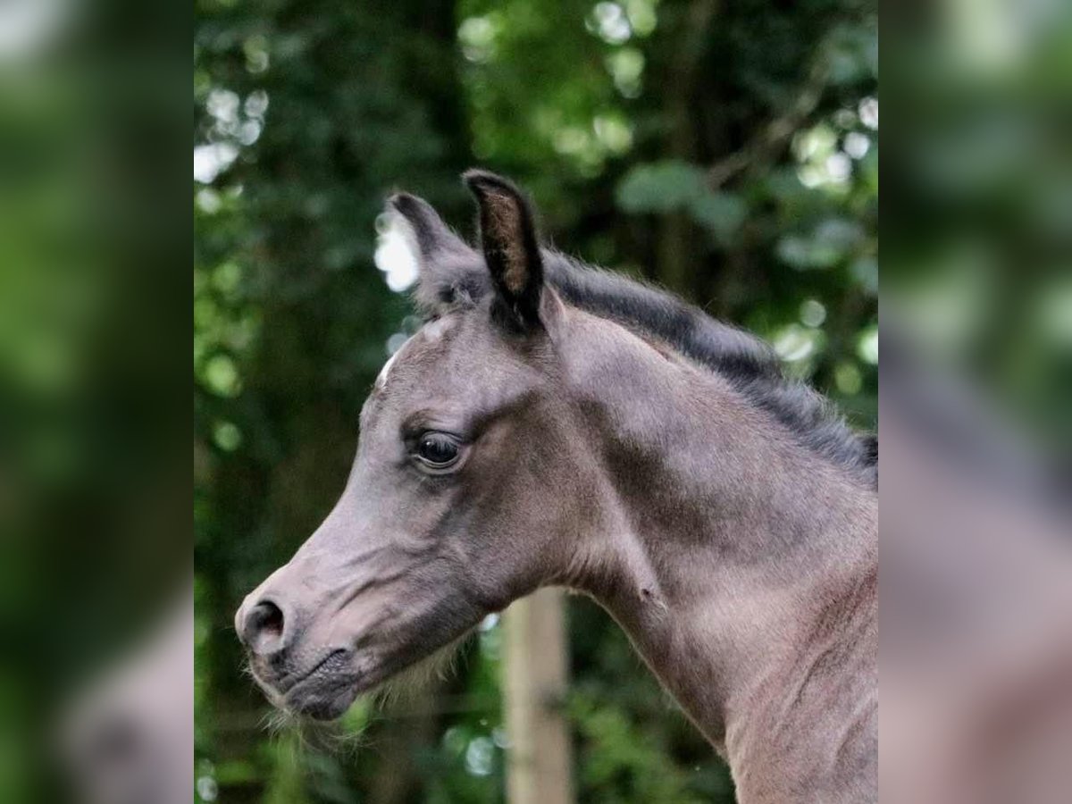 Arabian horses Stallion  15,1 hh Black in Rattenkirchen