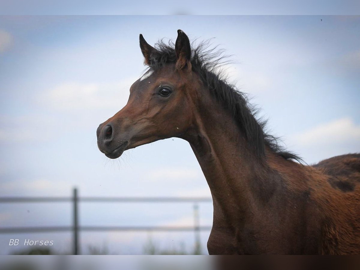 Arabian horses Stallion Foal (03/2024) 15,1 hh Brown in Pastetten