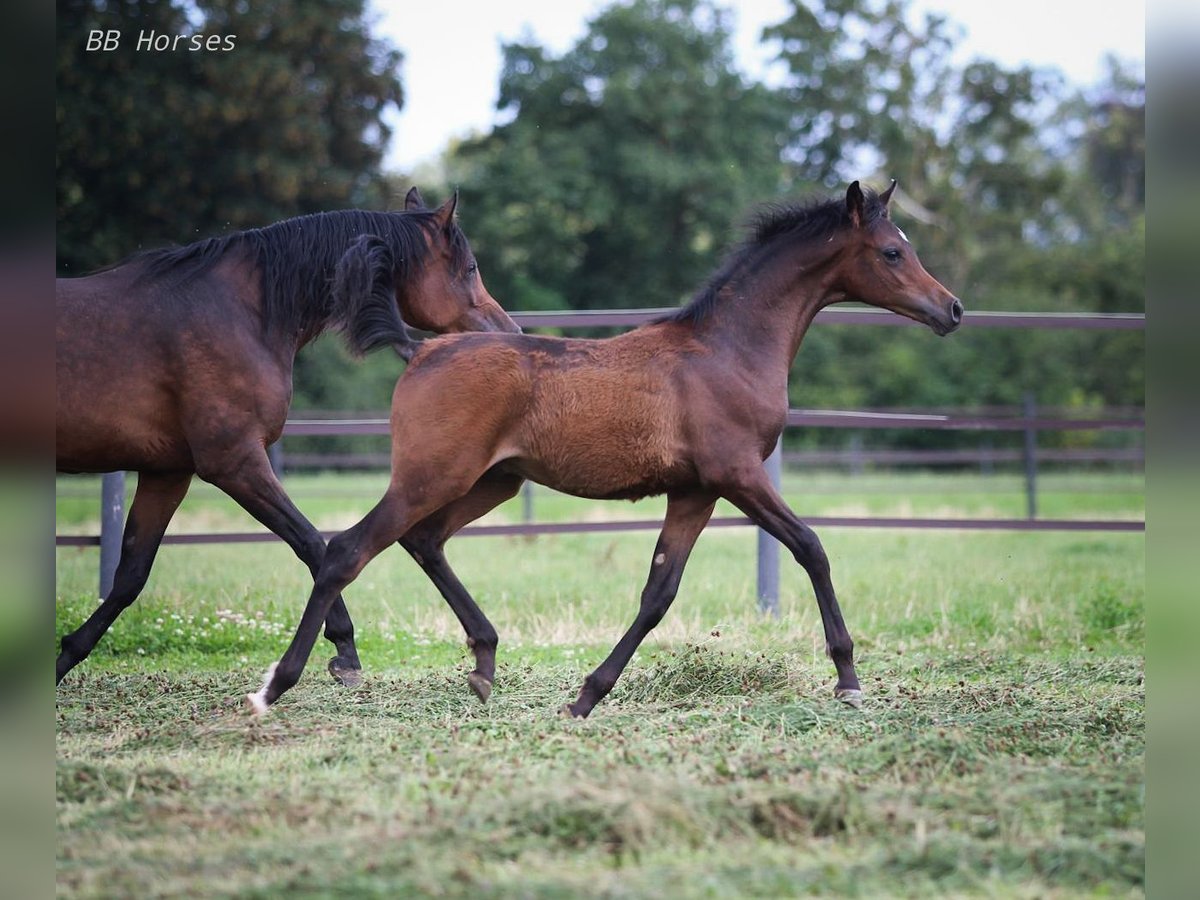 Arabian horses Stallion  15,1 hh Brown in Pastetten