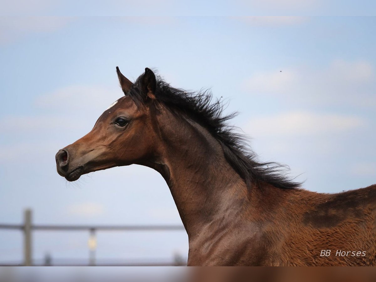 Arabian horses Stallion Foal (03/2024) 15,1 hh Brown in Pastetten