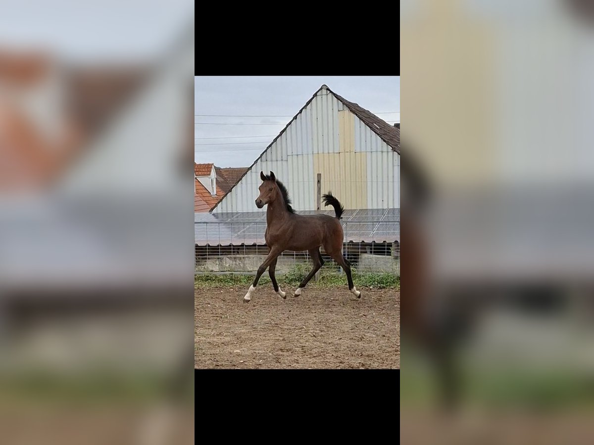 Arabian horses Stallion Foal (05/2024) 15,2 hh Brown in Ustersbach