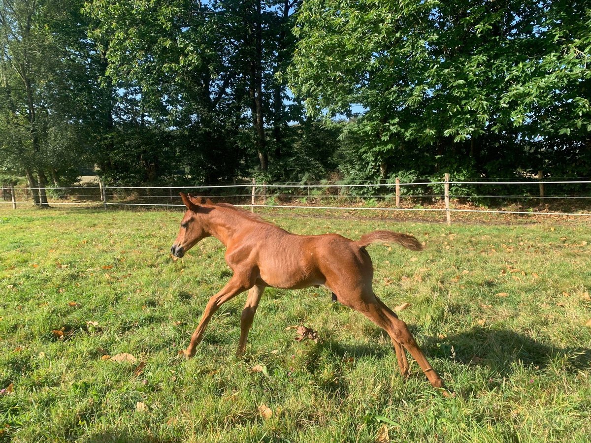 Arabian horses Stallion Foal (07/2024) 15,2 hh Chestnut-Red in Saint-Launeuc