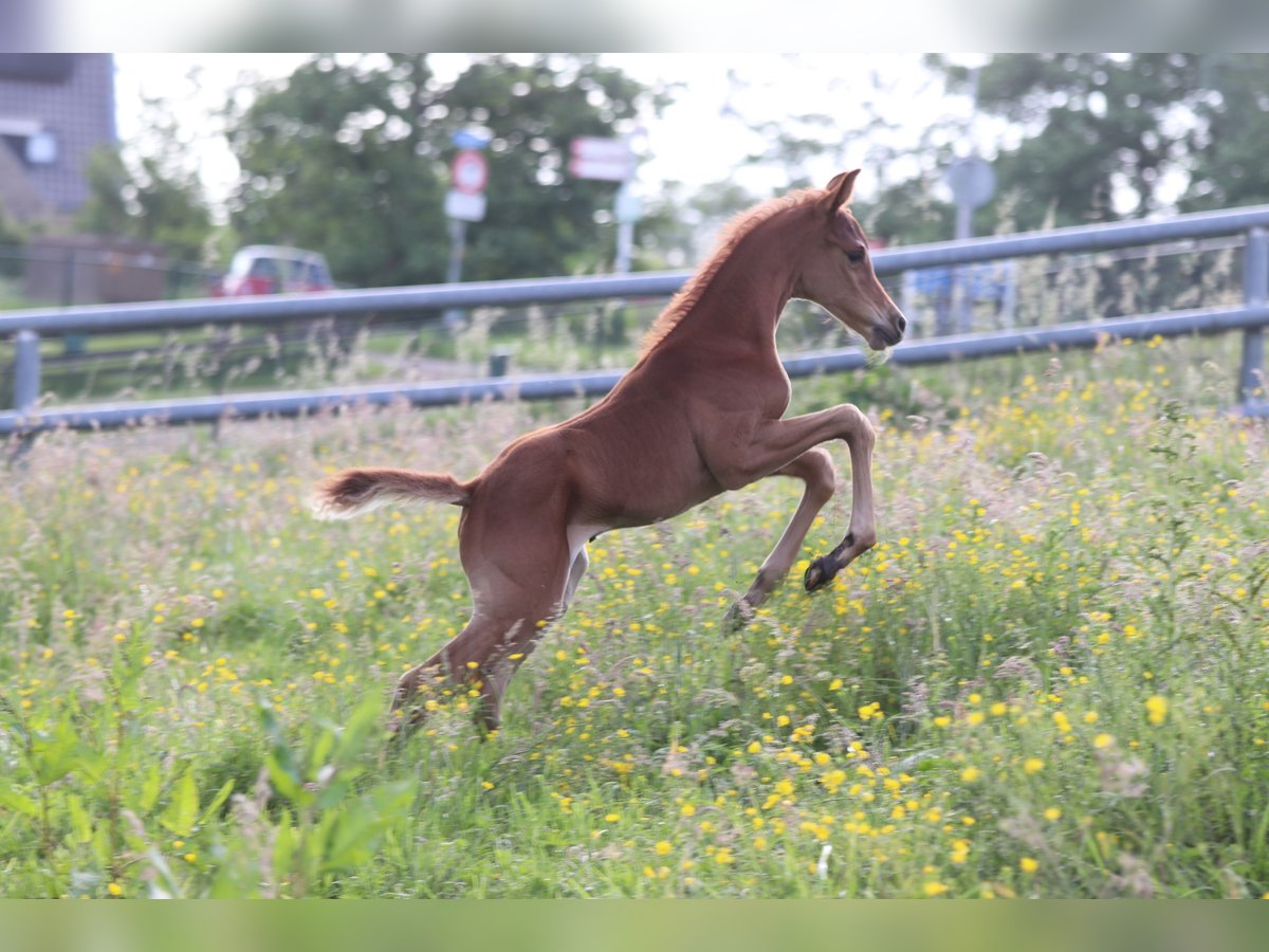 Arabian horses Stallion Foal (02/2024) 15,2 hh Chestnut-Red in Nieuwkoop