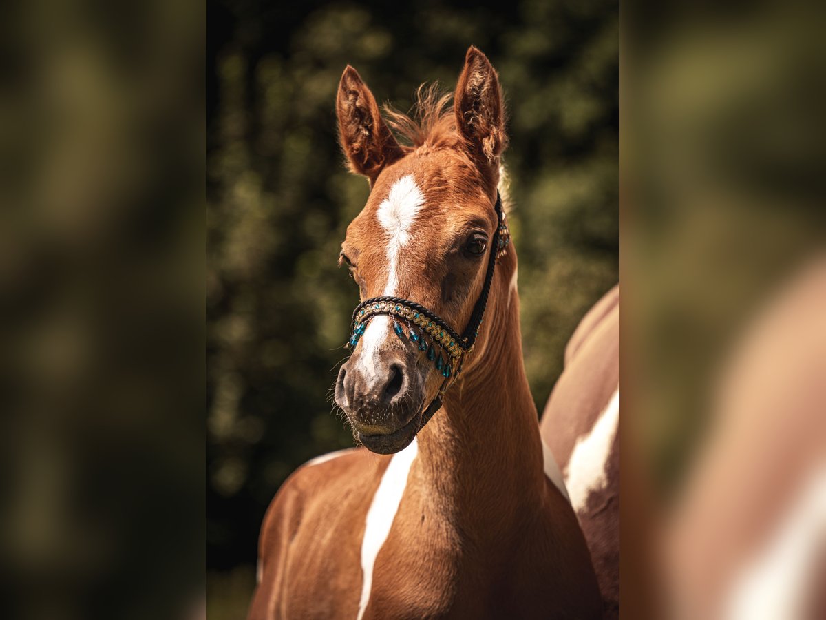 Arabian horses Stallion Foal (06/2024) 15,2 hh Pinto in Soest