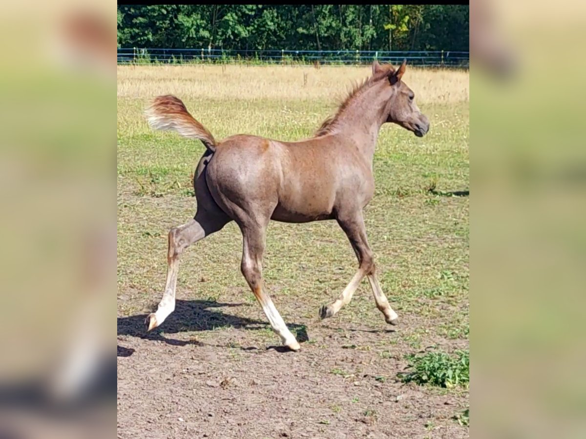 Arabian horses Stallion Foal (06/2025) 15 hh Grey in Eschede