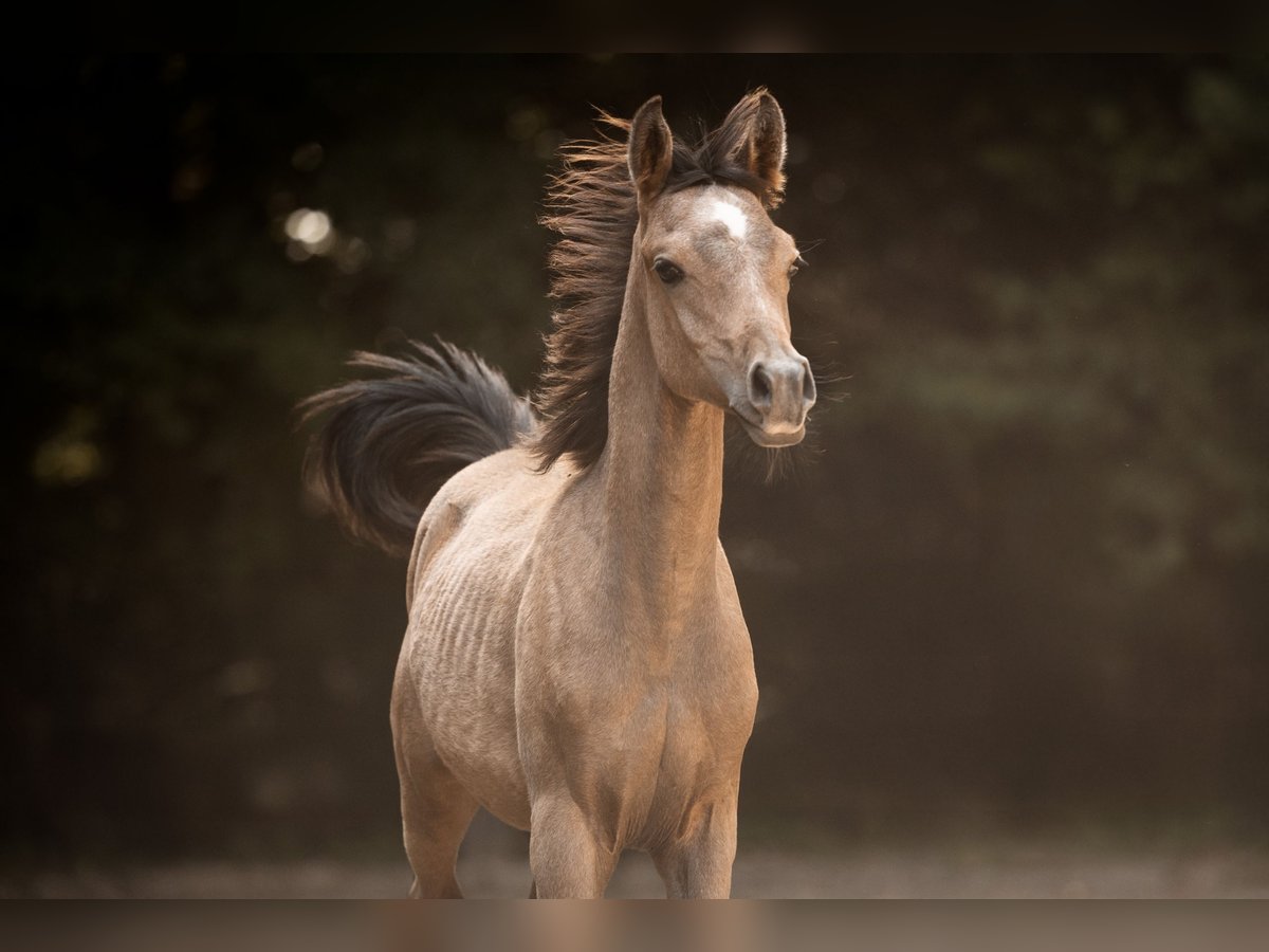 Arabian horses Stallion Foal (04/2025) 15 hh Grey in Reichshof