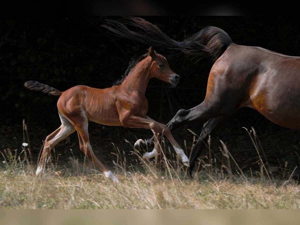Arabian horses Stallion Foal (01/2025) 15,1 hh Brown in Goven