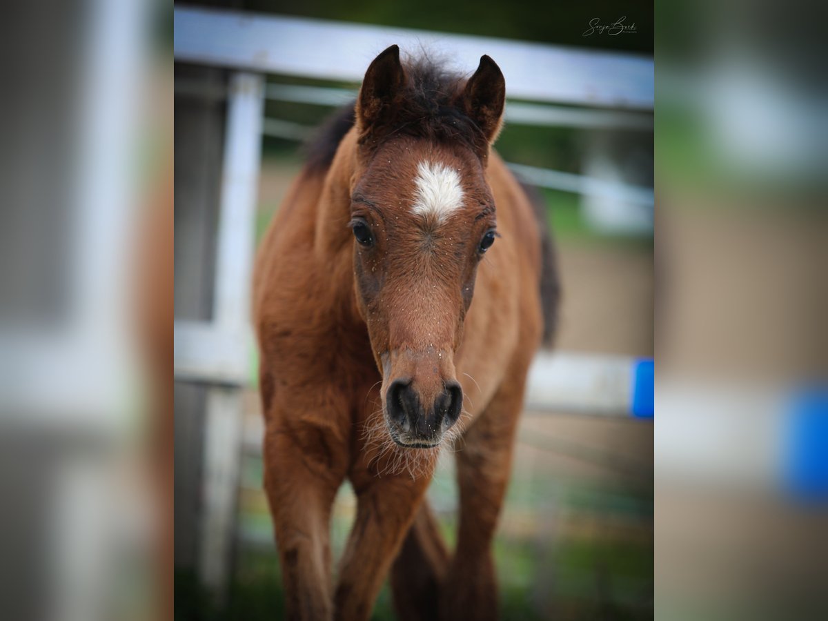 Arabian horses Stallion  15,1 hh Brown in Johanniskirchen