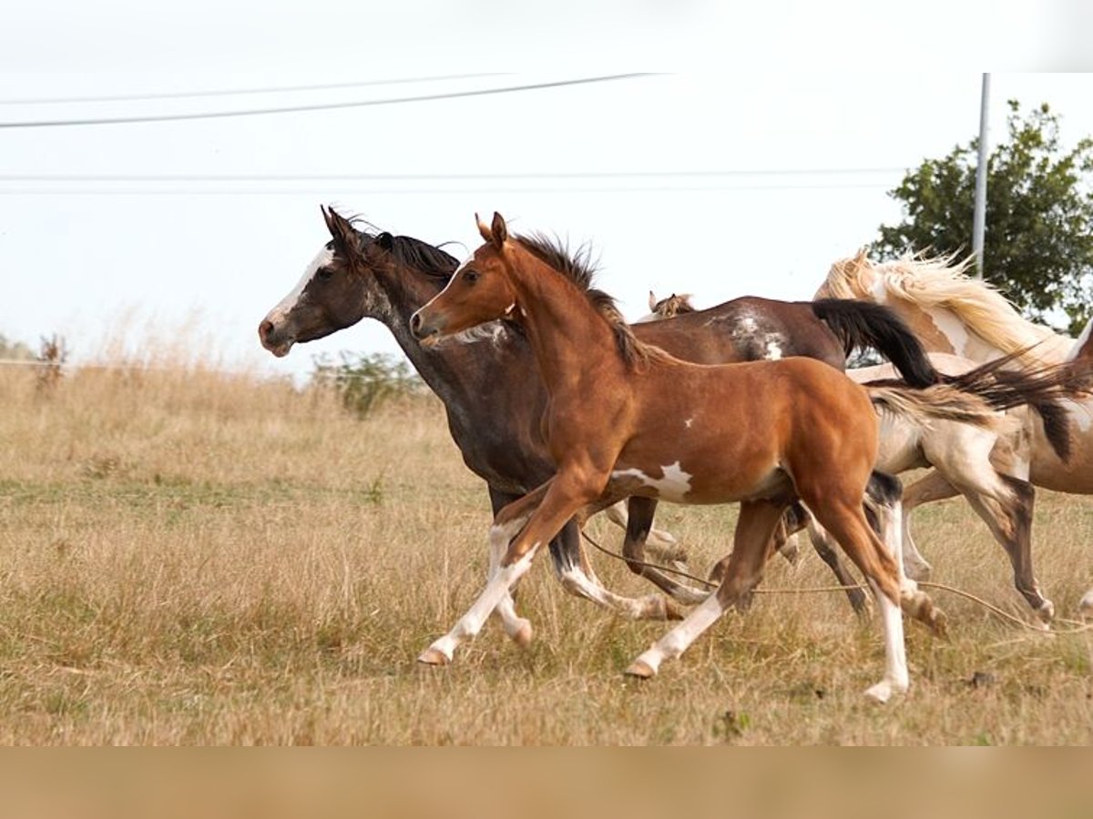 Arabian horses Stallion Foal (01/2025) 15,1 hh Sabino in Goven