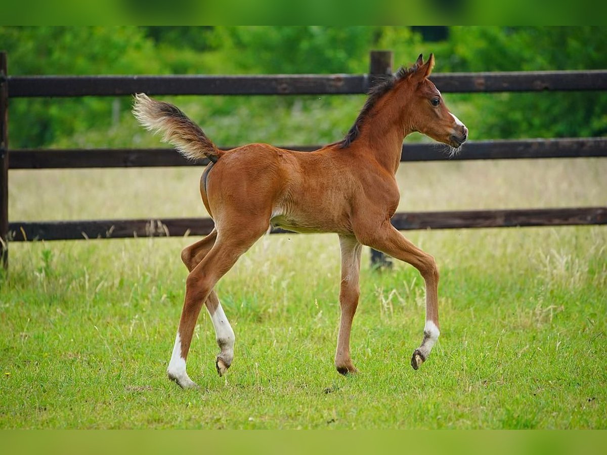 Arabian horses Stallion  9,2 hh Brown in Cromvoirt