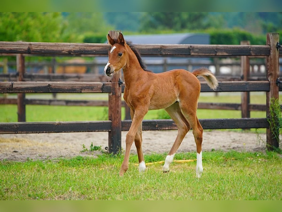 Arabian horses Stallion  9,2 hh Brown in Cromvoirt