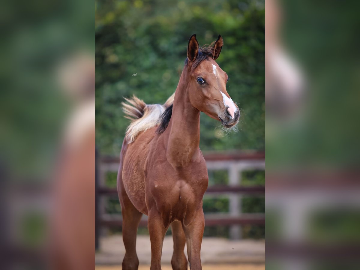Arabian horses Stallion Foal (01/2025) 9,2 hh Brown in Cromvoirt
