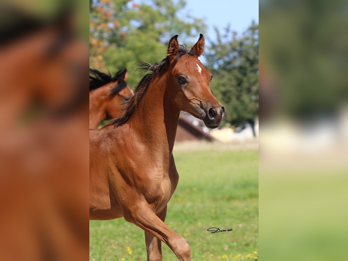 Arabian horses Stallion Foal (03/2025) Brown in Ried im Traunkreis