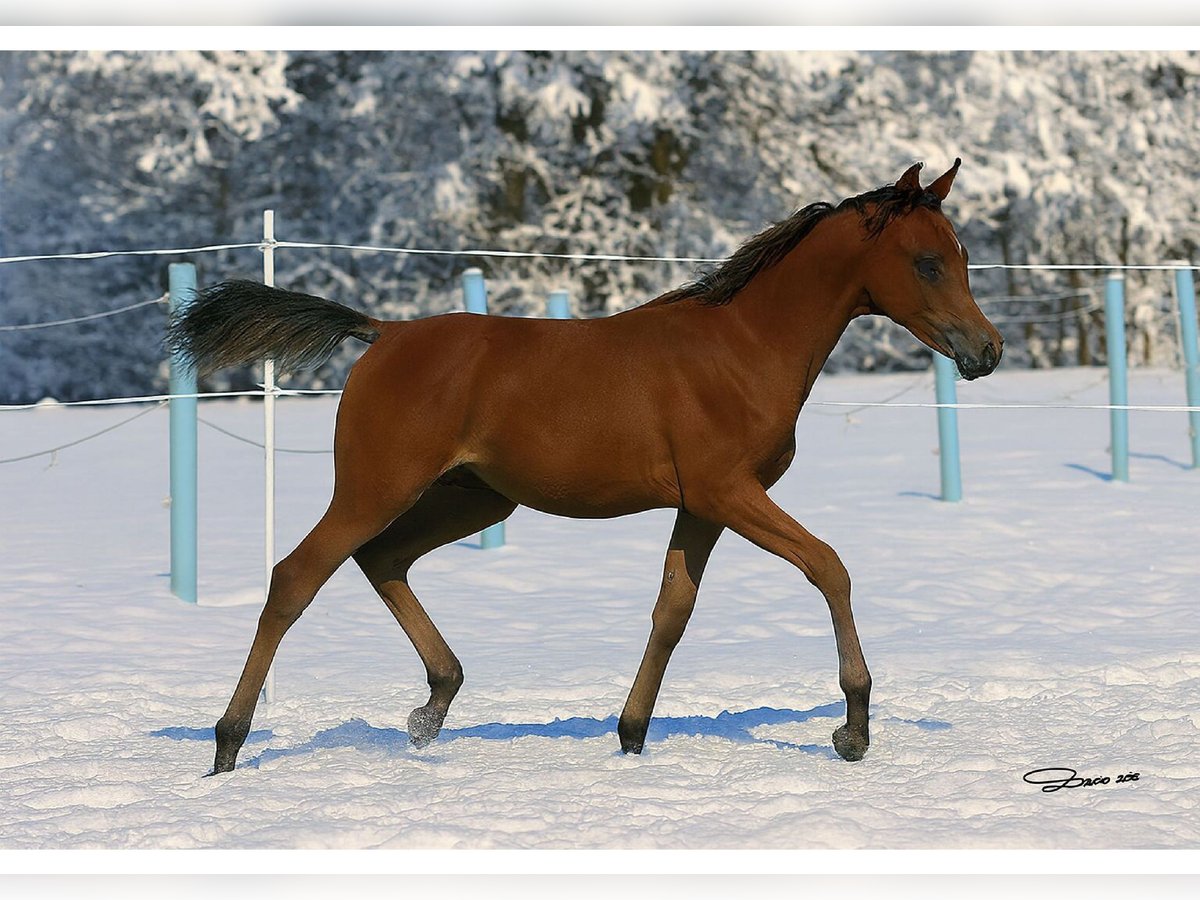 Arabian horses Stallion Foal (03/2025) Brown in Ried im Traunkreis