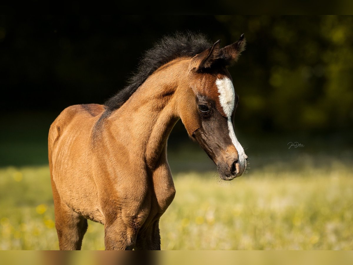 Arabian horses Stallion  Can be white in Niederkr&#xFC;chten