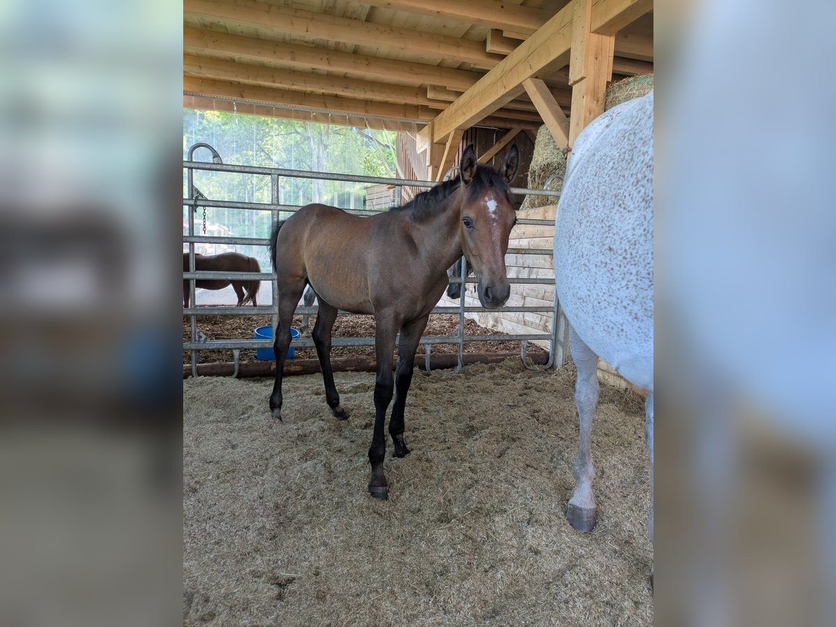 Arabian horses Stallion Foal (04/2025) Can be white in Buchenbach