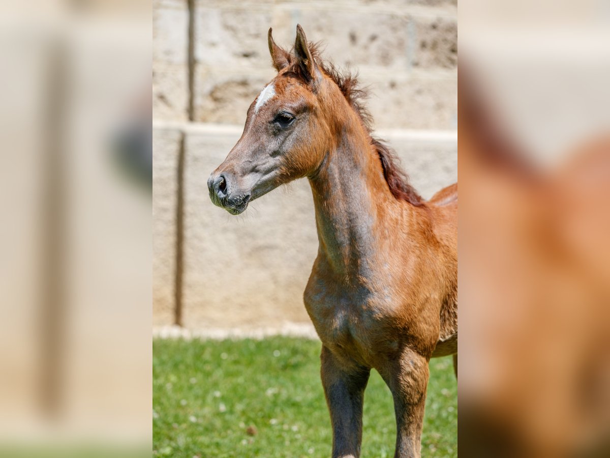 Arabian horses Stallion Foal (03/2025) Can be white in Gomadingen