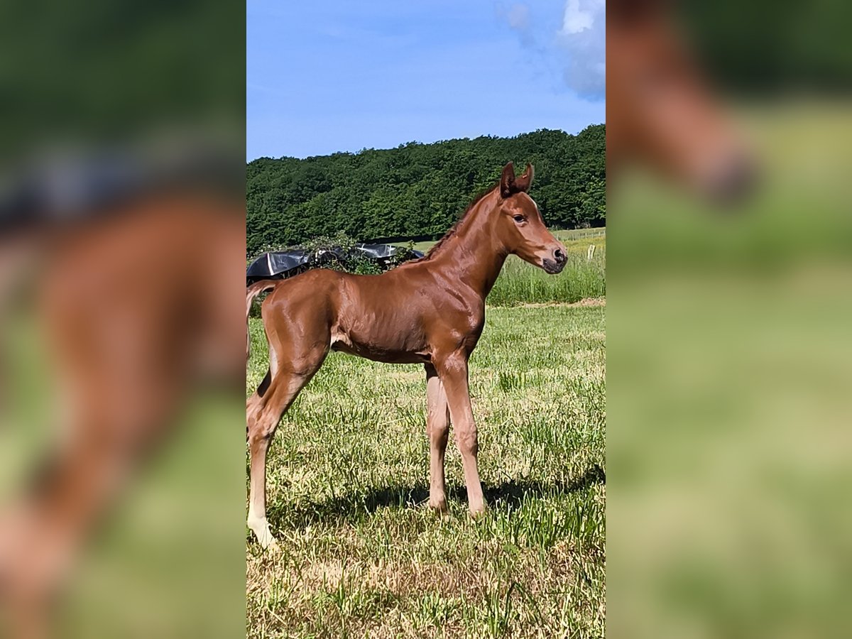 Arabian horses Stallion  Chestnut-Red in JASNEY
