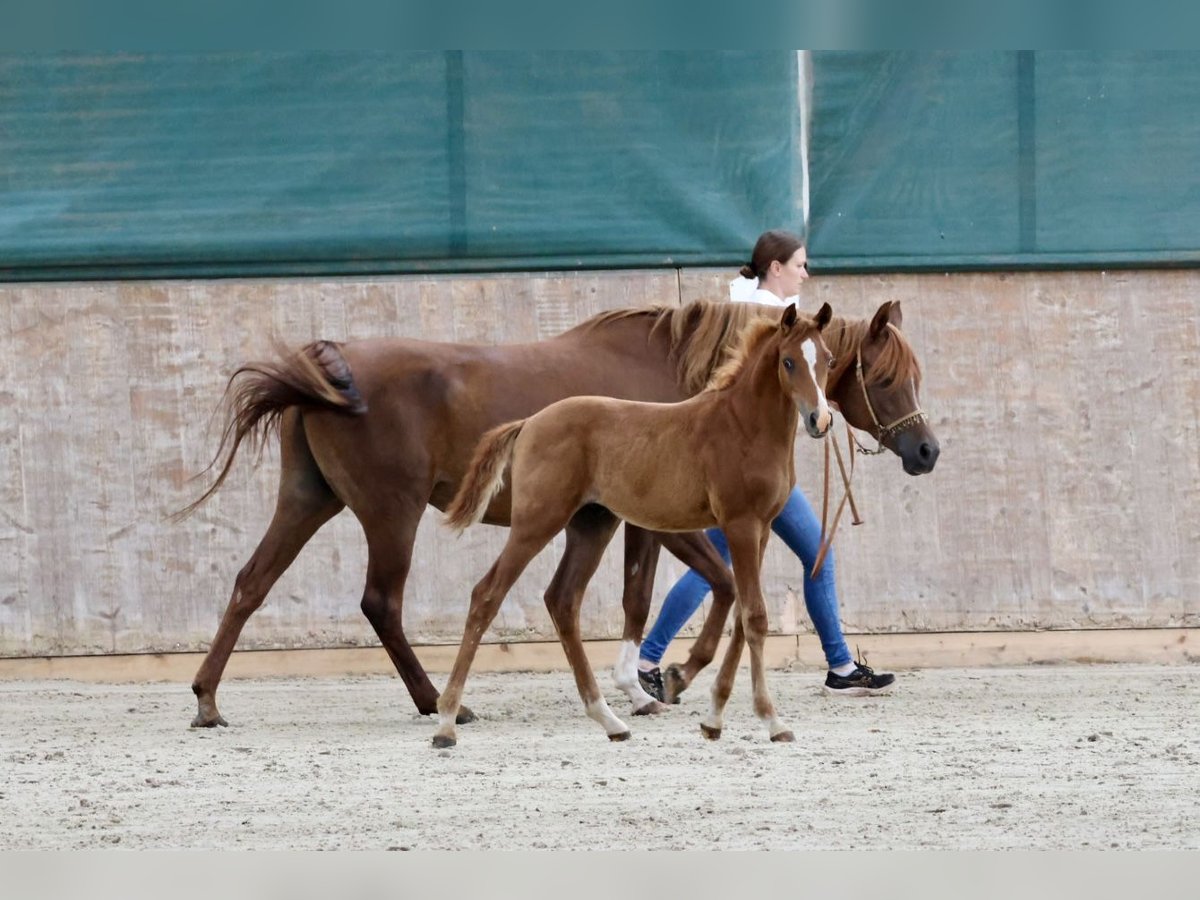 Arabian horses Stallion Foal (04/2024) Chestnut-Red in Bad Oldesloe