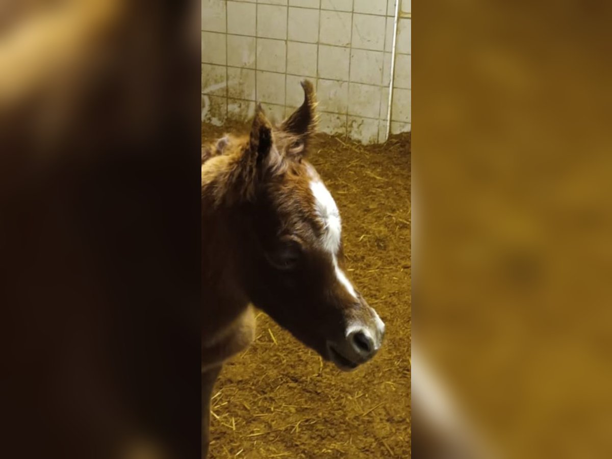 Arabian horses Stallion  Chestnut-Red in Prags/ Braies