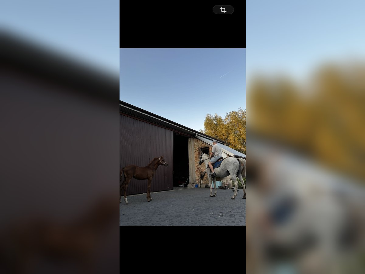 Arabian horses Stallion Foal (08/2025) Chestnut-Red in Szepietowo