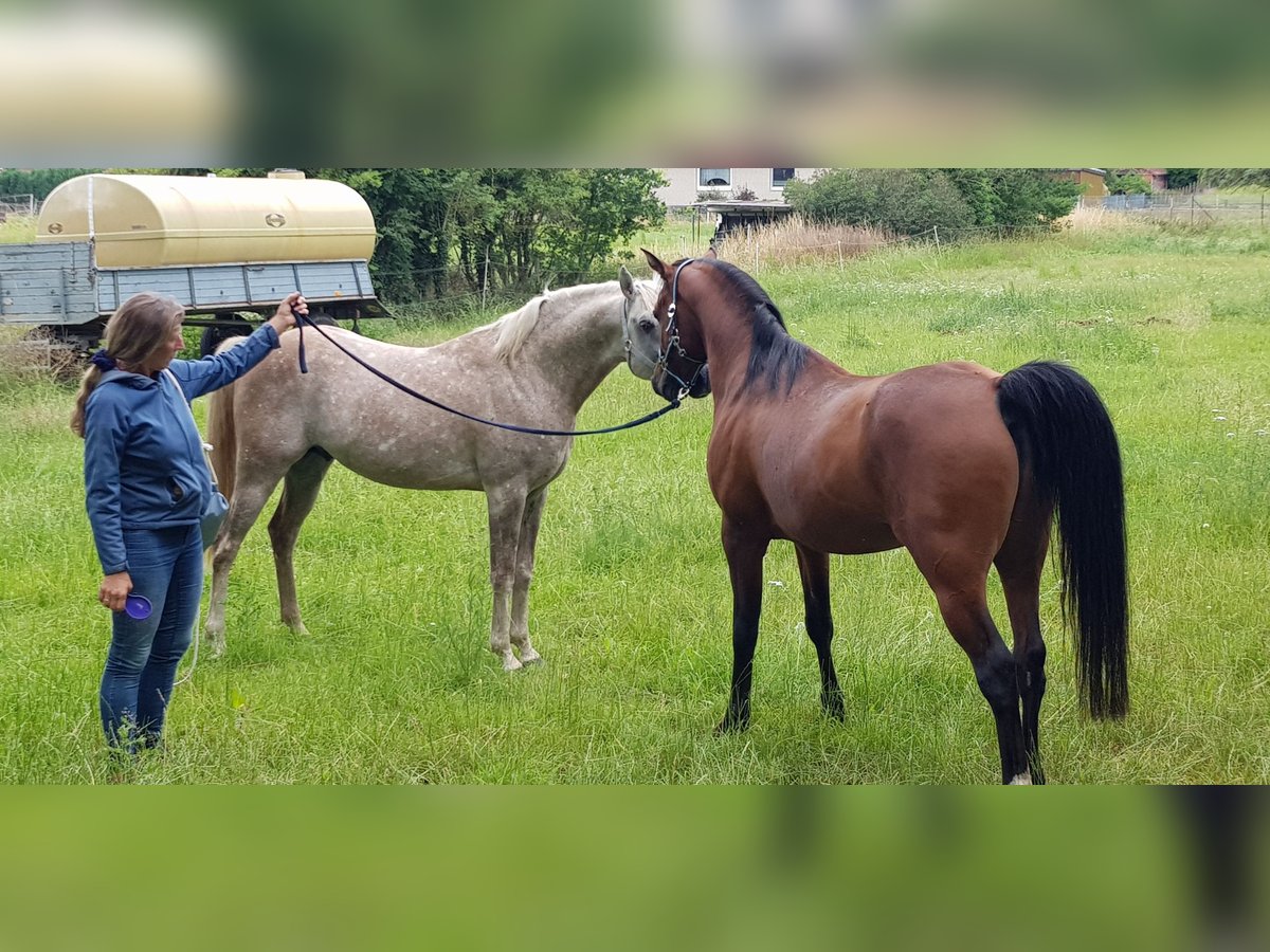 Arabian horses Stallion Gray in Harsum