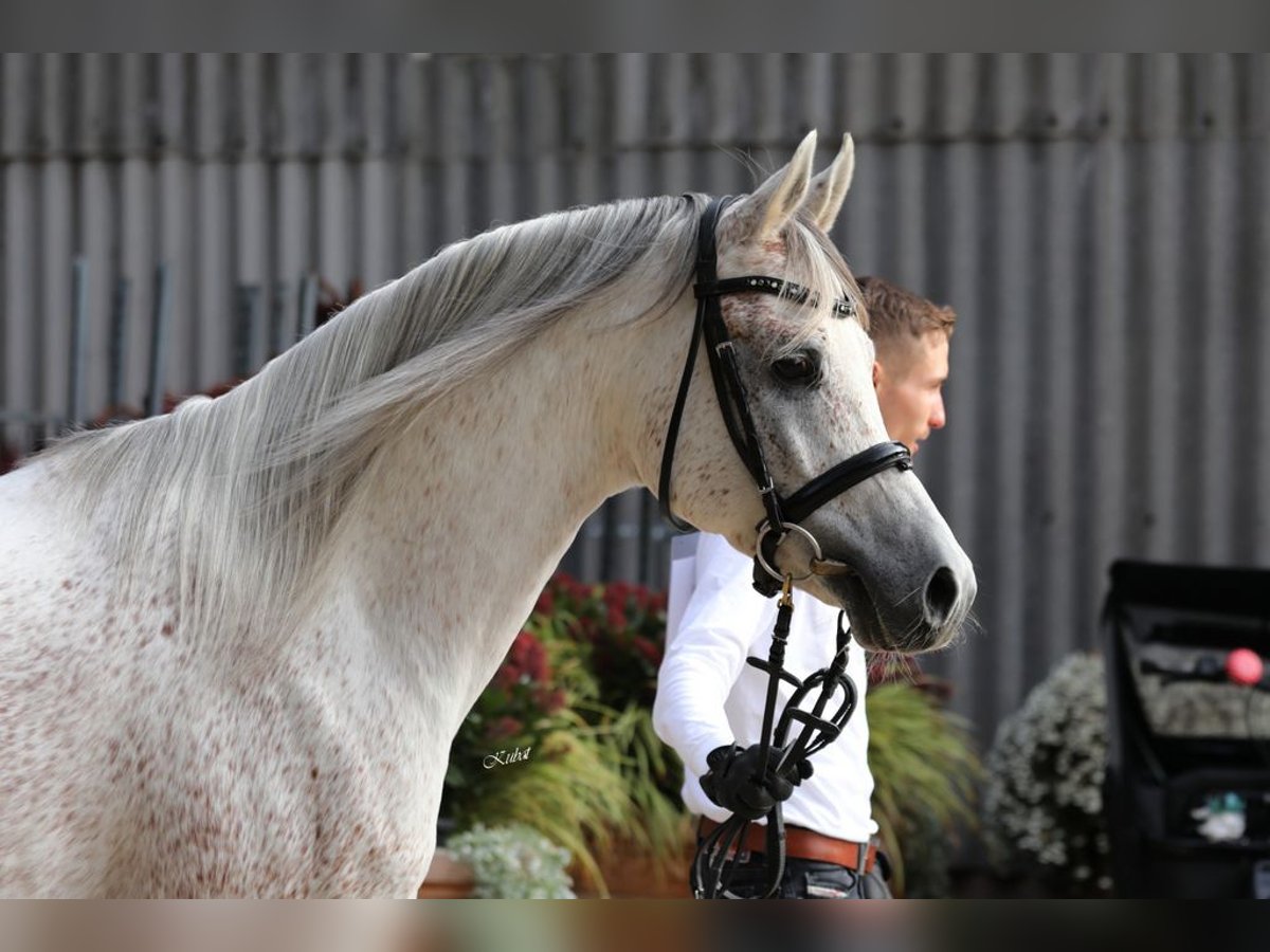 Arabian horses Stallion Gray in Gemünden (Felda)