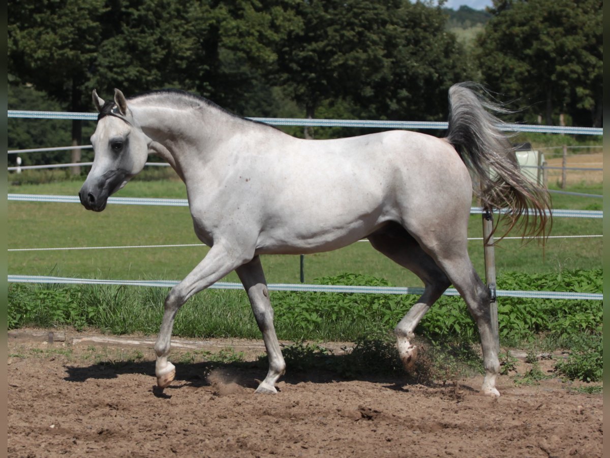 Arabian horses Stallion Gray in Gemünden (Felda)