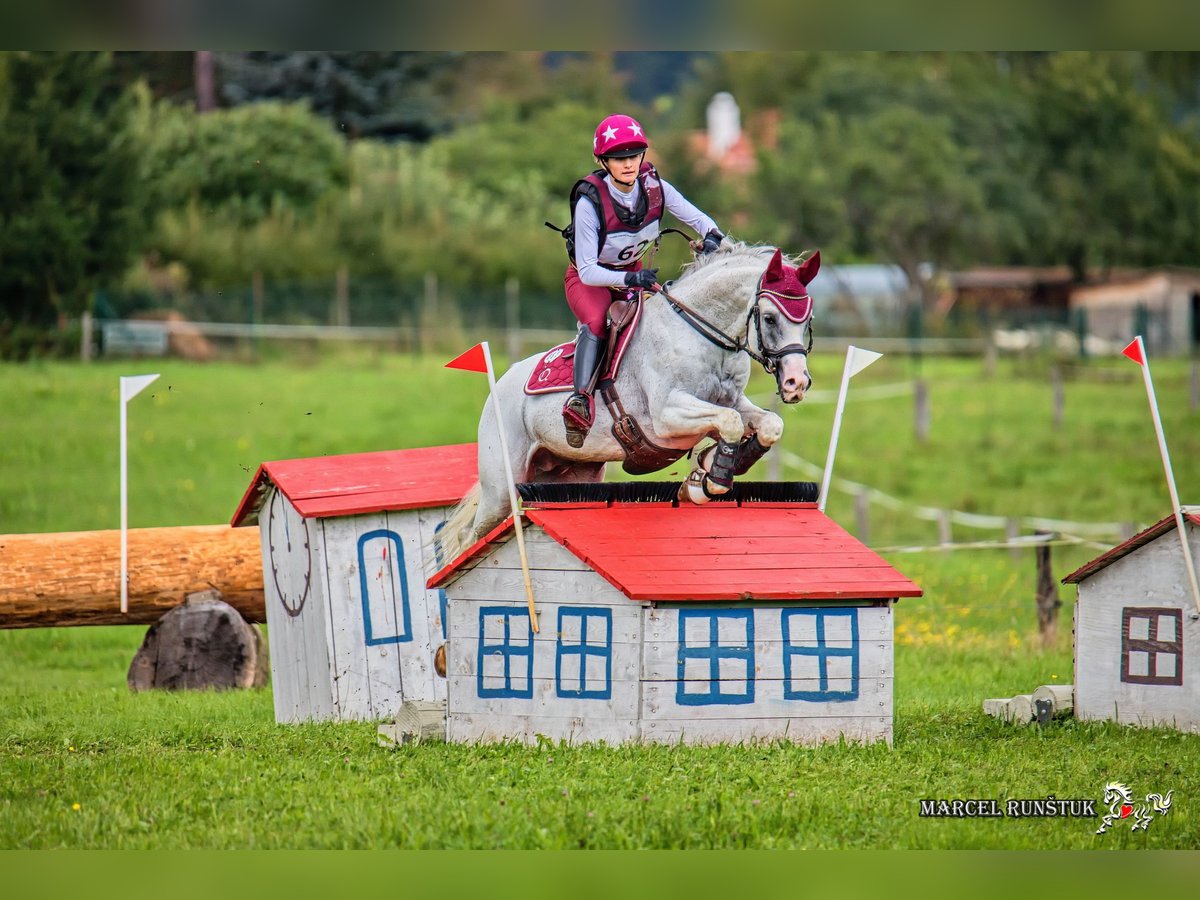 Arabian horses Stallion Gray in Söll