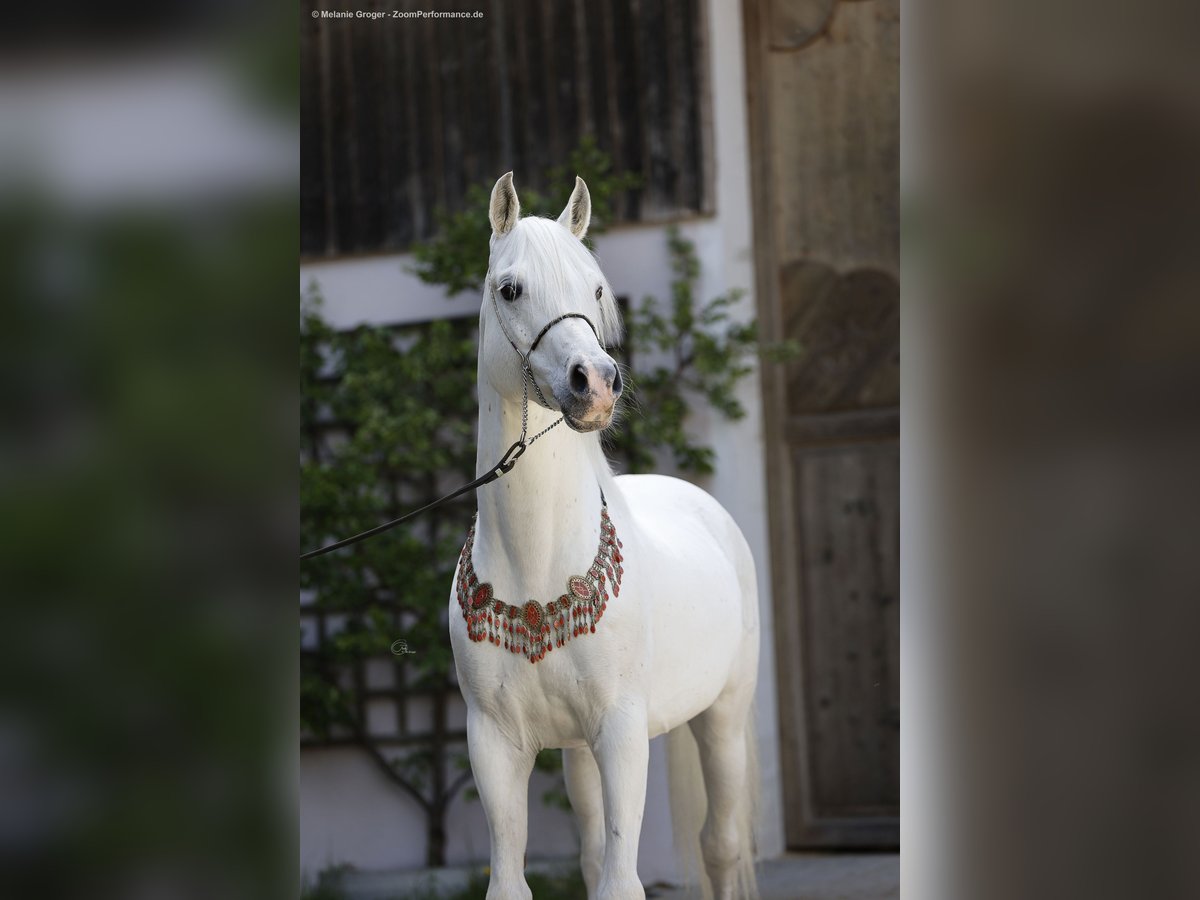 Arabian horses Stallion Grey in S&#xF6;ll