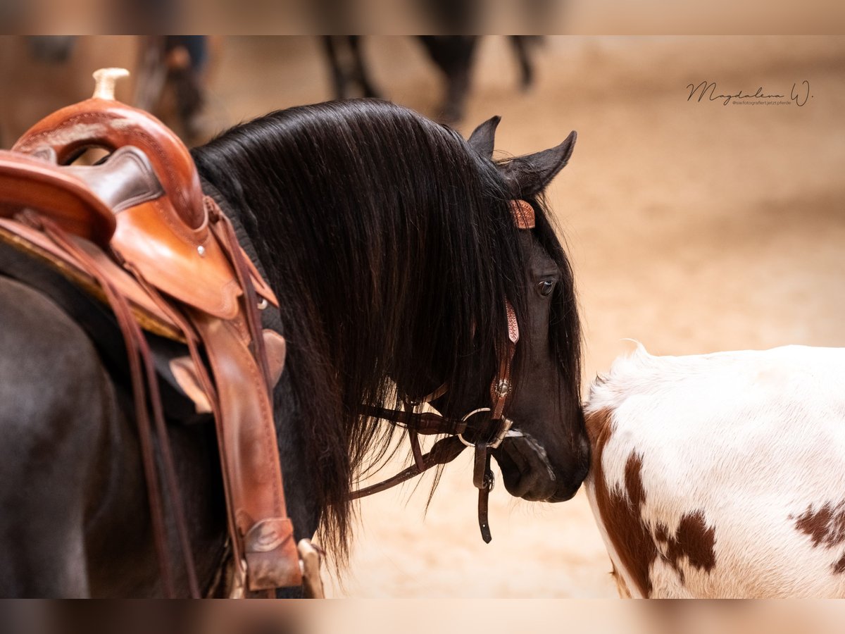 Arabian horses Stallion Smoky-Black in Ingolstadt