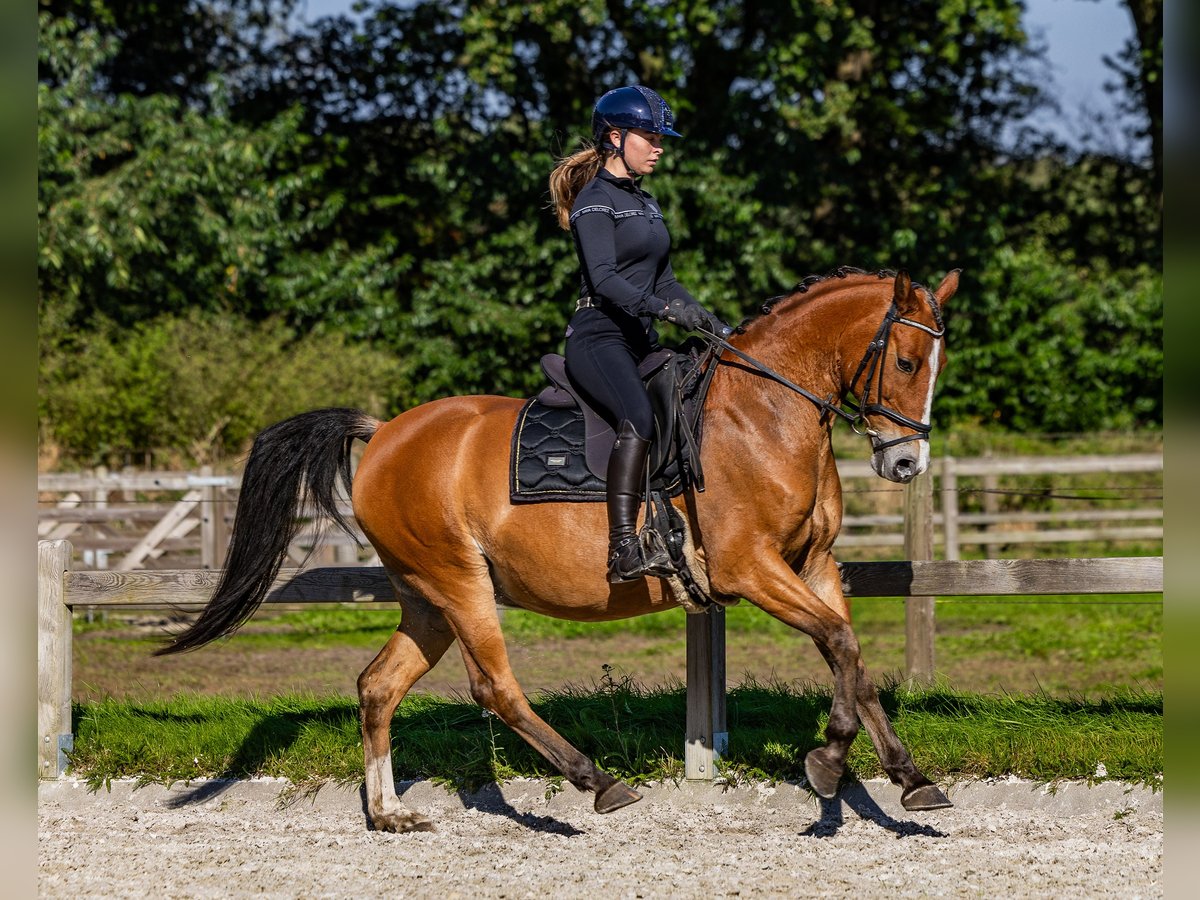 Arabian Partbred Gelding 11 years 15,1 hh Brown in Helvoirt