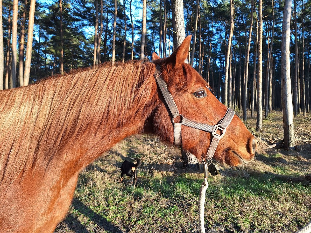 Arabian Partbred Gelding 12 years 14,1 hh Chestnut-Red in Perleberg