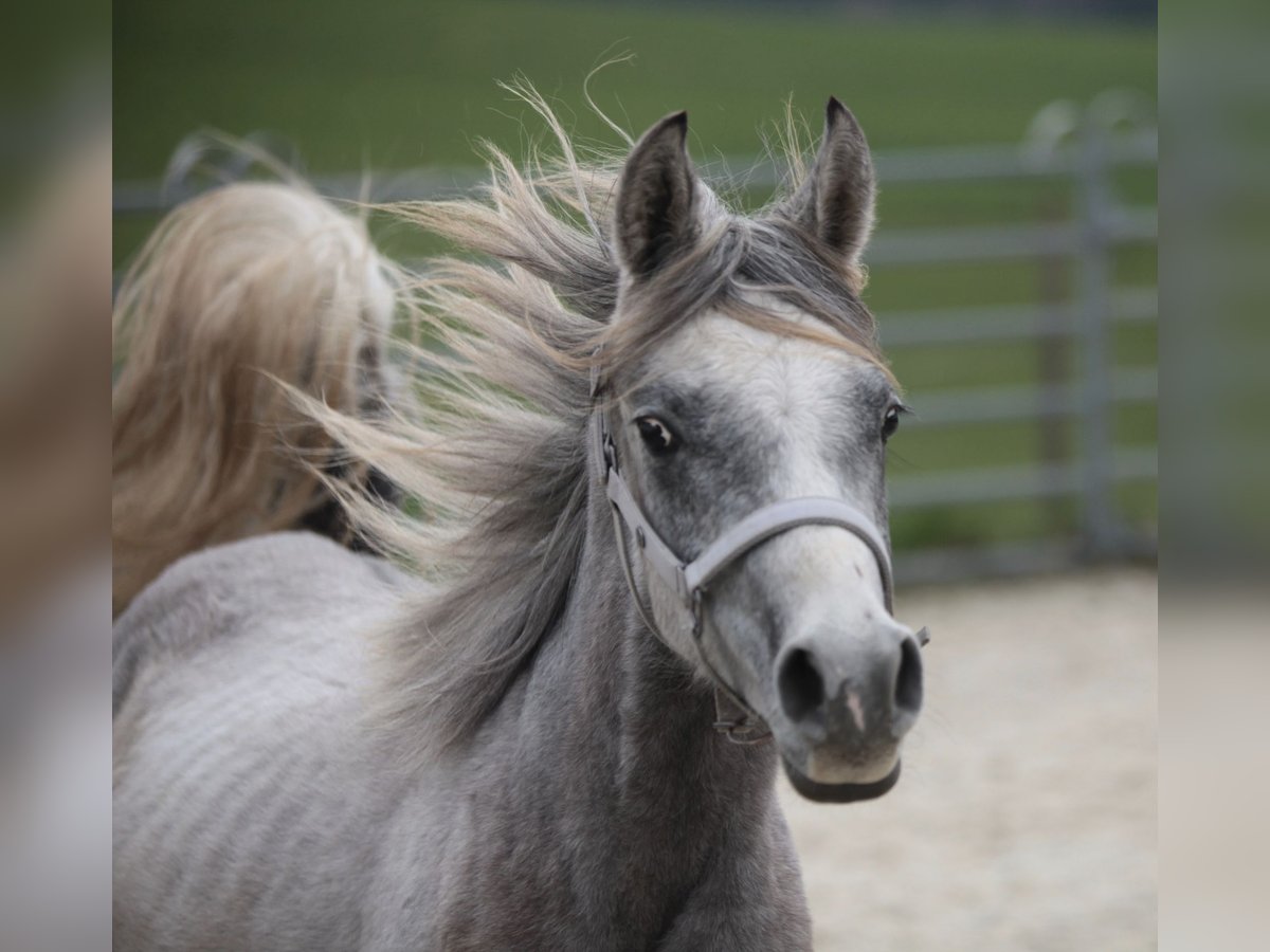 Arabian Partbred Gelding 2 years Gray in Johanniskirchen