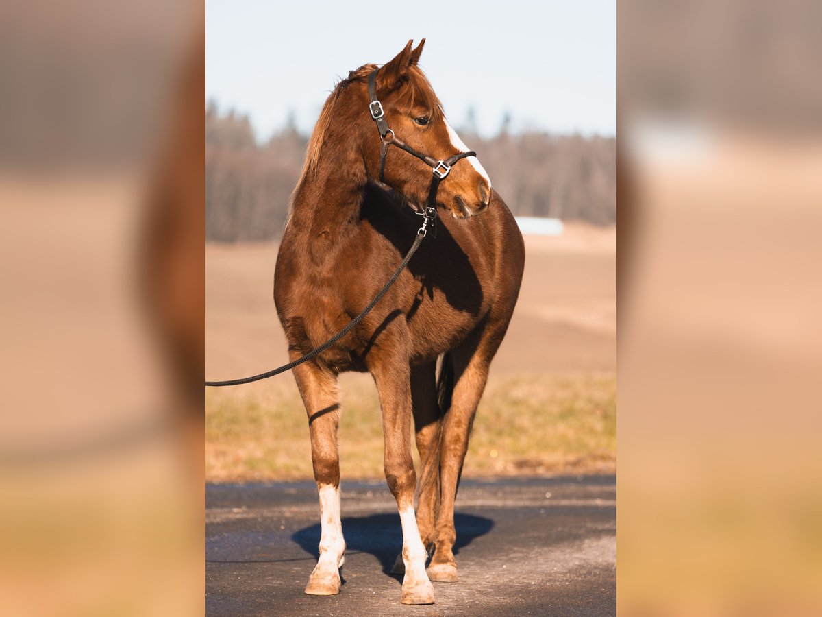 Arabian Partbred Gelding 3 years 14,2 hh Chestnut-Red in Züsch