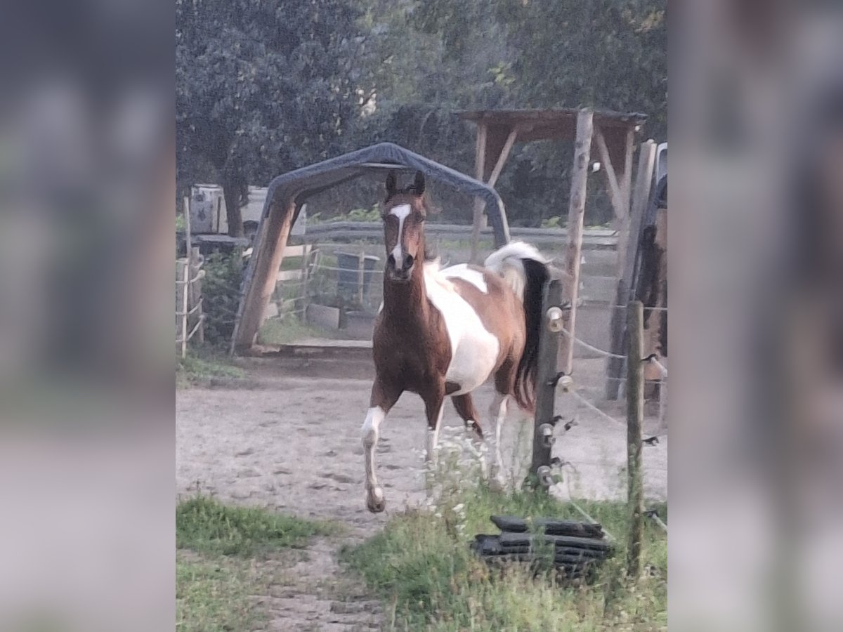 Arabian Partbred Gelding 3 years 15 hh Pinto in Steinach Baden